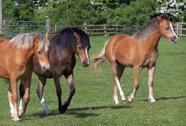 yearling fillies 2011