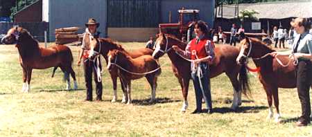 Brierdene Nerys and progeny