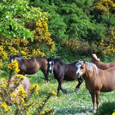 ponies running in the Brier Dene